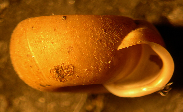 Gasteropode pelosetto
